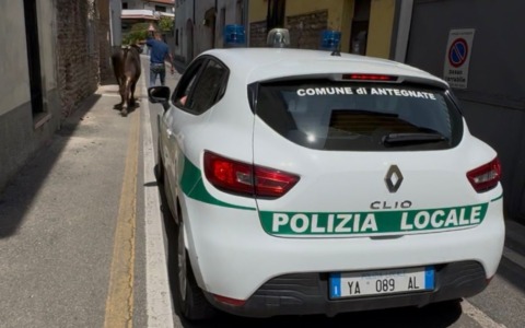 Paura ad Antegnate: tori scappano e allarmano i cittadini