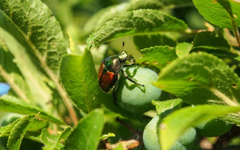 Emergenza Popillia japonica ad Antegnate: i giardini privati in pericolo