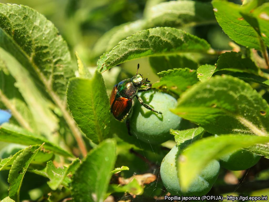 Emergenza Popillia japonica ad Antegnate: i giardini privati in pericolo