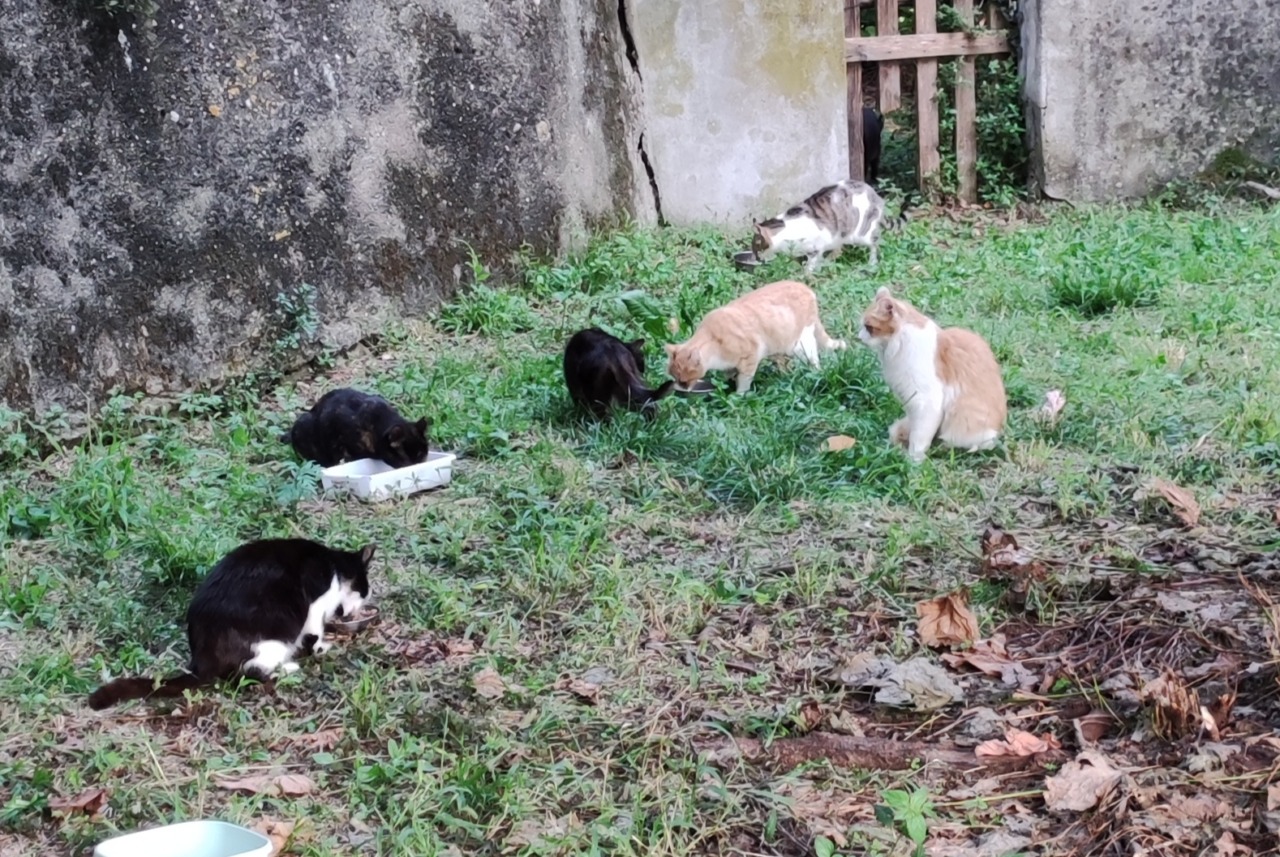 La colonia felina di Villanova al centro di una polemica che coinvolge il Parlamento