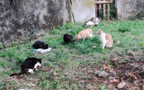 La colonia felina di Villanova al centro di una polemica che coinvolge il Parlamento
